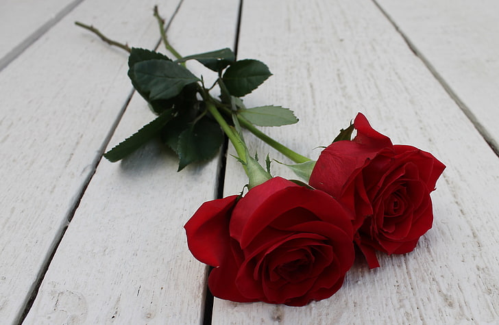 две червени рози, роза, двойка, цветя, стъбло, пъпка, HD тапет