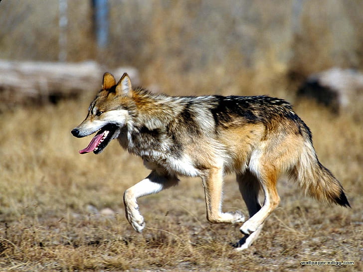 멕시코 늑대 동물 로보 고독한 WOLF HD, 동물, 개, 늑대, 로보, 고독, 멕시코, 고독한 늑대, HD 배경 화면