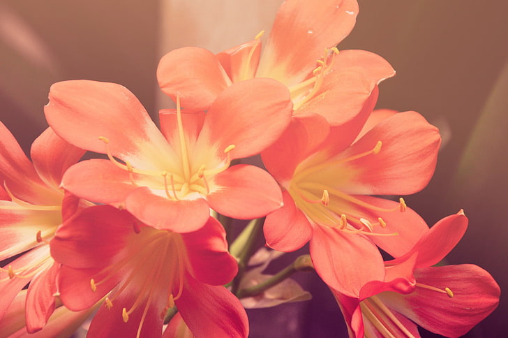 ดอกไม้สีชมพูดอกไม้, วอลล์เปเปอร์ HD