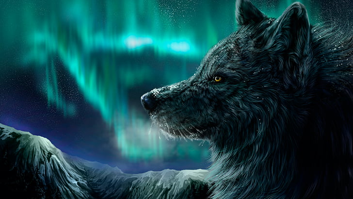 фотография с мелким фокусом черного волка в ночное время, волк, полярное сияние, взгляд, HD обои