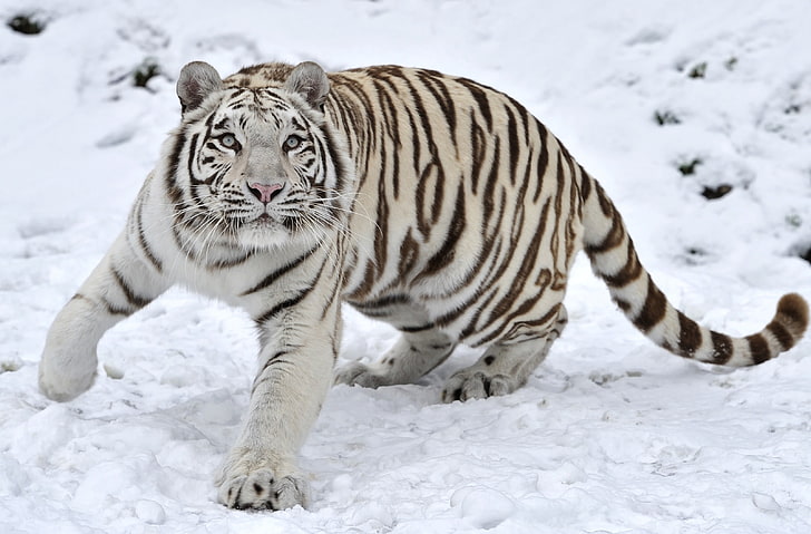 бенгальский тигр, тигр, альбинос, снег, зима, HD обои