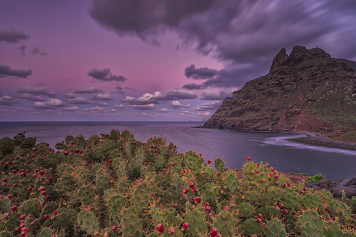красный цветок, небо, облака, горы, скалы, остров, выдержка, кактусы, цветение, Канарские острова, Атлантический океан, Тенерифе, Пунта-дель-Идальго, HD обои