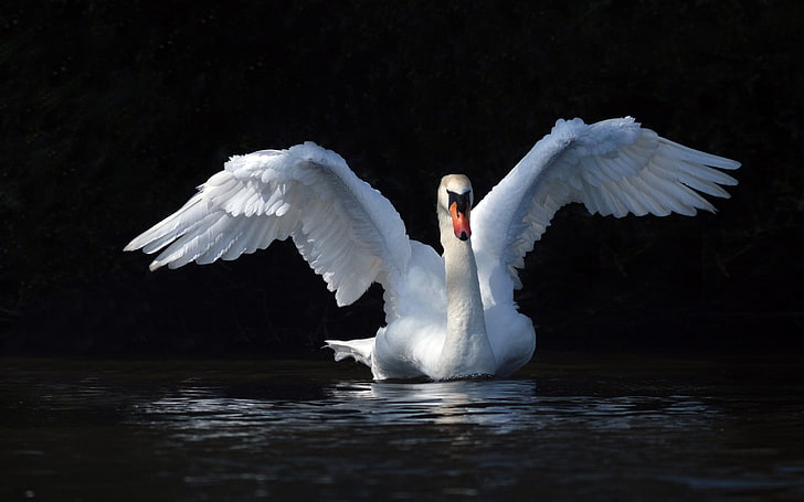 White Swan With Outstretched Wings Water Hd Wallpaper Download For Mobile, HD wallpaper
