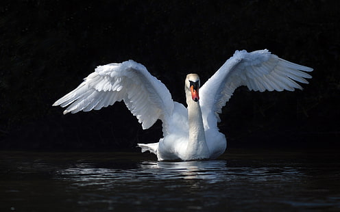 White Swan With Outstretched Wings Water Hd Wallpaper Download For Mobile, HD wallpaper HD wallpaper