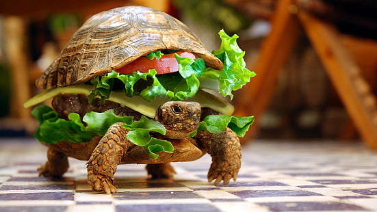 hambúrguer, tartaruga, engraçado, HD papel de parede HD wallpaper