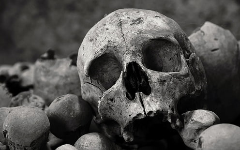 bones, skull, HD wallpaper HD wallpaper