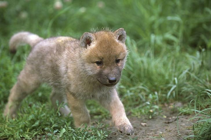 Baby Wolf Walking, cucciolo di pelo corto marrone chiaro, lupo artico, cucciolo di lupo, lupo grigio, natura, lupi selvaggi, lupi, animali, Sfondo HD