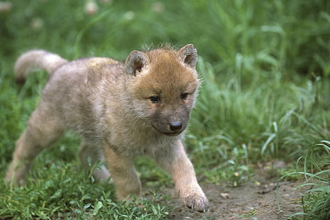Baby Wolf Walking, cachorro de abrigo corto de color canela, lobo artic, cachorro de lobo, lobo gris, naturaleza, lobos salvajes, lobos, animales, Fondo de pantalla HD HD wallpaper