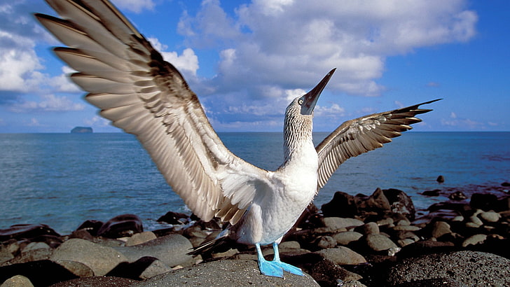 birds, blue footed, ecuador, islands, HD wallpaper