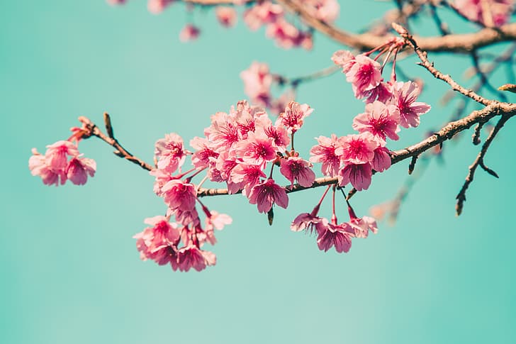 el cielo, ramas, primavera, sakura, floración, rosa, flor, cereza, florecer, Fondo de pantalla HD