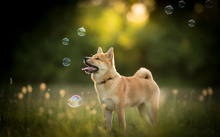 2048x1276 px животные пузыри собака природа языки развлечения фильмы HD Art, природа, животные, собака, пузыри, 2048x1276 px, языки, HD обои