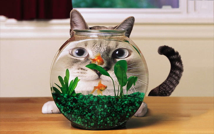 Cat goldfish aquarium, funny, goldfish, aquarium, eyes, HD wallpaper
