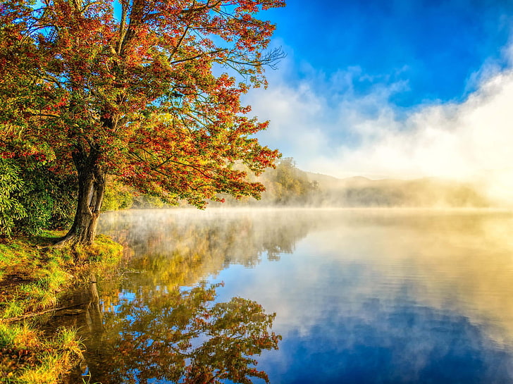 braunblättriges Baum- und Flusstapete, Herbst, Wald, Landschaft, Natur, See, Dunst, HD-Hintergrundbild