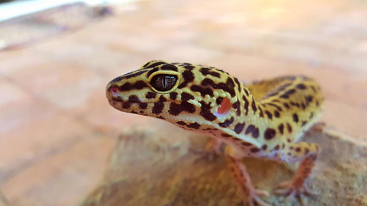 ojo, gecko, leopardo, mascota, rosa, reptil, blanco, amarillo, Fondo de pantalla HD