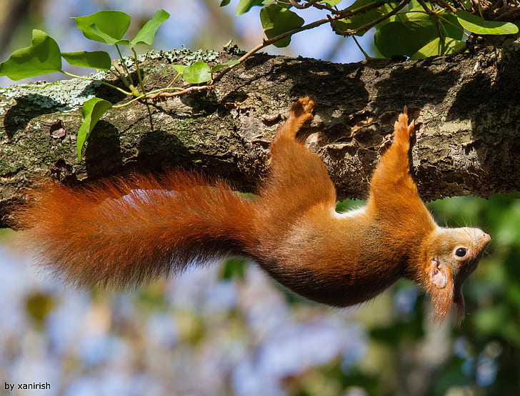 animals, squirrel, upside down, HD wallpaper