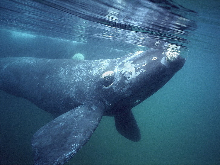 черен и сив рибен декор, кит, гренландски кит, гребен кит, под вода, животни, HD тапет
