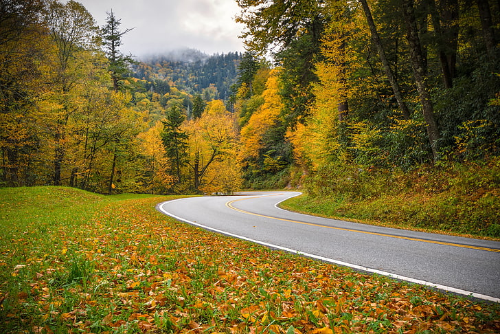 road, autumn, forest, Tennessee, Tn, Great Smoky Mountains National Park, National Park great smoky mountains, HD wallpaper