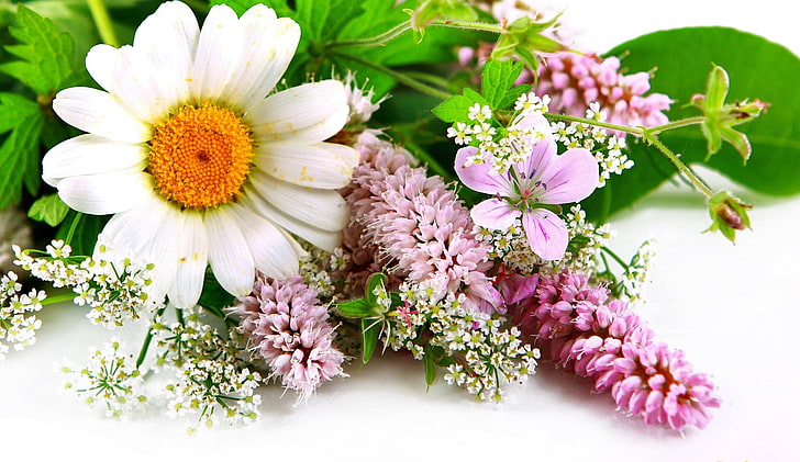 Flores, flor, close-up, terra, gerbera, flor rosa, primavera, flor branca, HD papel de parede