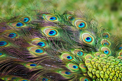 peacock feater, feathers, peacock, color, HD wallpaper HD wallpaper