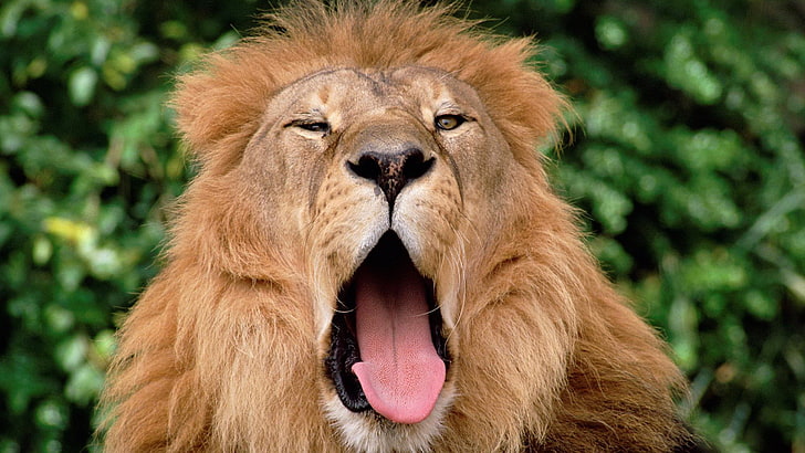 yawning lion background, HD wallpaper