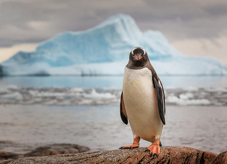 black and white penguin, penguin, ice, ocean, animal, bird, HD wallpaper