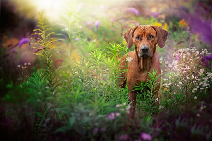 dog, muzzle, grass, glare, muzzle, grass, glare, HD wallpaper