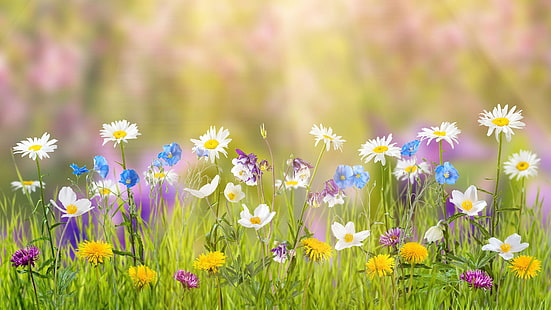 мечтателни, диви цветя, трева, поле, мечтана земя, HD тапет HD wallpaper