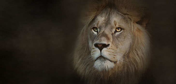 Africa, animal, cat, eyes, lion, original, Photo, wild, HD wallpaper