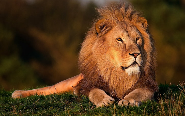 brown lion, lion, grass, big cat, king animals, mane, HD wallpaper