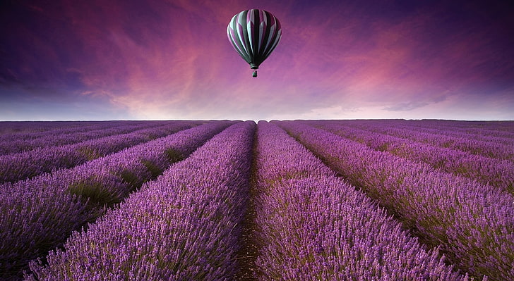 lavender field and white and black hot air balloon, hot air balloons, field, lavender, purple flowers, landscape, HD wallpaper