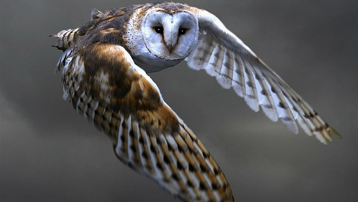 owl, flying, wild animal, wildlife, bird, fly, air, HD wallpaper