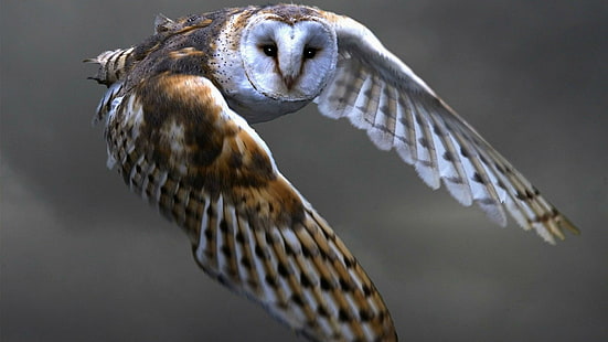 owl, flying, wild animal, wildlife, bird, fly, air, HD wallpaper HD wallpaper