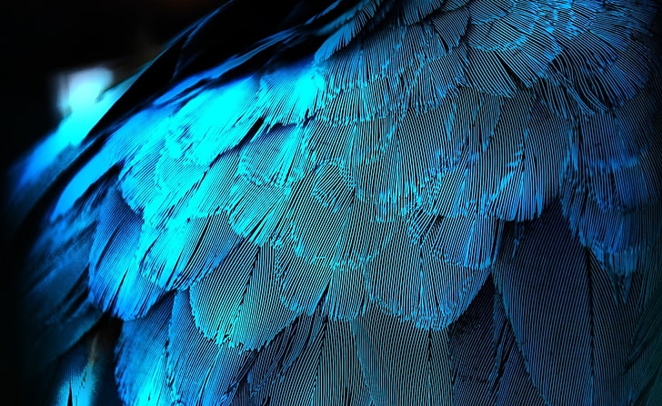 bird blue Blue Feathers Abstract Photography HD Art , Bird, Blue, color, colour, close up, feathers, HD wallpaper