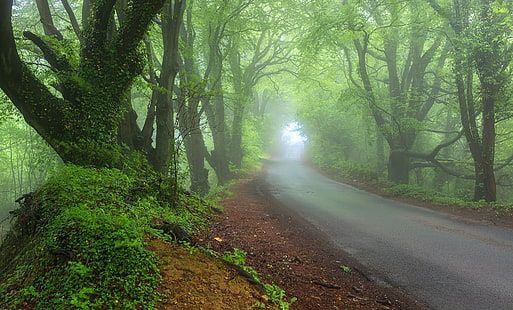 road, forest, fog, Nature, spring, haze, HD wallpaper HD wallpaper