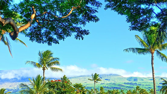 зелени кокосови дървета, тропическа вода, тропическа гора, Хавай, остров Мауи, Мауи, палми, плаж, водопад, HD тапет HD wallpaper