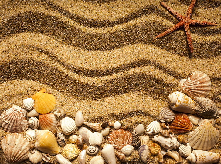 surtido de conchas marinas, playa, textura, arena, marinos, estrellas de mar, conchas marinas, conchas marinas de arena, Fondo de pantalla HD