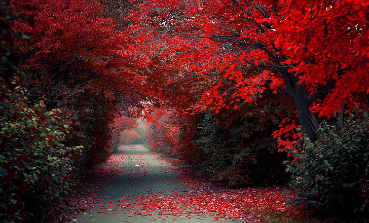 red trees, red trees, path, road, trees, red, fall, nature, landscape, selective coloring, HD wallpaper