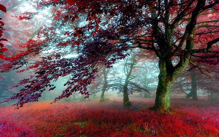 Красный Осенний пейзаж, осень, природа, пейзаж, HD обои
