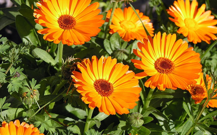 Sola blomman, orange solrosor, HD tapet
