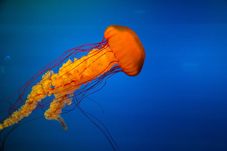 jelly fish under on water, Jellyfish, Underwater, HD, HD wallpaper