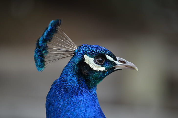 foto closeup burung merak biru, bruce, bruce, closeup, foto, burung merak biru, Ballarat, 1850-an, burung merak, burung, bulu, hewan, biru, multi-warna, alam, margasatwa, Hewan jantan, paruh, keanggunan, close-up, Wallpaper HD