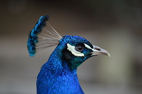 foto closeup burung merak biru, bruce, bruce, closeup, foto, burung merak biru, Ballarat, 1850-an, burung merak, burung, bulu, hewan, biru, multi-warna, alam, margasatwa, Hewan jantan, paruh, keanggunan, close-up, Wallpaper HD HD wallpaper