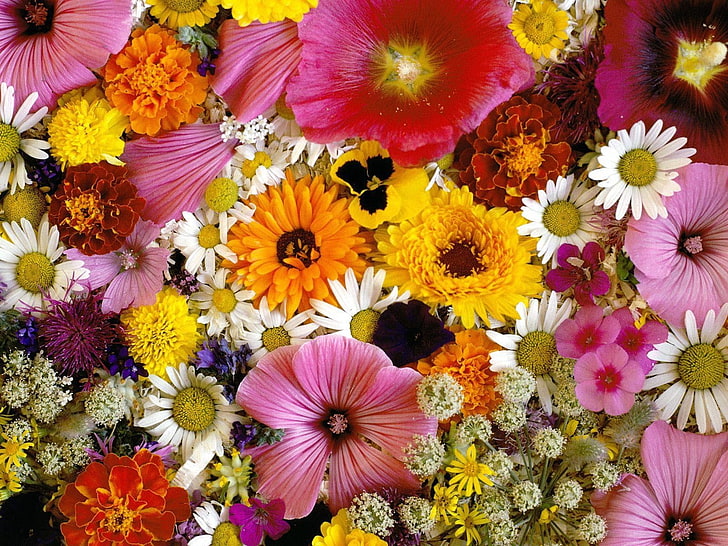 assorted-color petaled flowers, chrysanthemum, daisy, velvet, mallow, flowers, composition, close-up, HD wallpaper