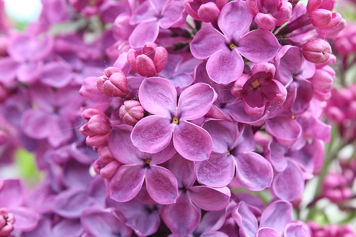 Flores lilás, Roxo Lilás, Flores roxas, 5K, HD papel de parede
