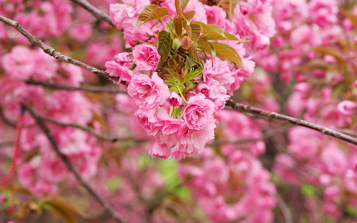 Fiori di ciliegio rosa, rami, fioritura, fiori di ciliegio rosa, rosa, ciliegia, fiori, rami, fioritura, Sfondo HD