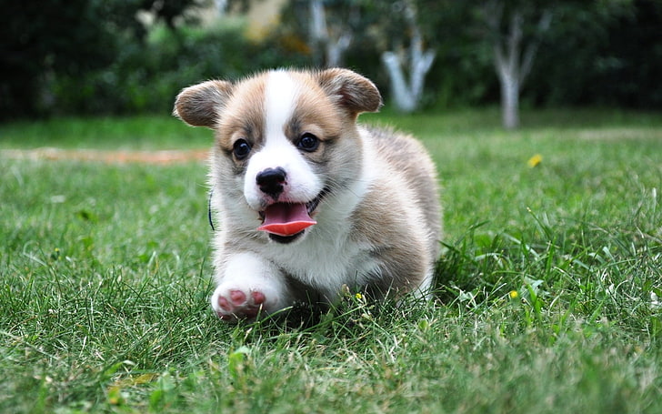 загорелый и белый щенок с короткой шерстью, язык, трава, фон, собака, щенок, вельш корги, пемброк, HD обои