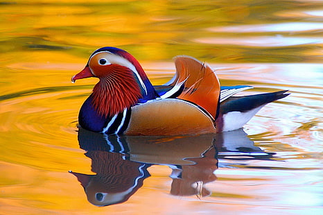 Birds, Mandarin Duck, Animal, Bird, Colorful, Duck, HD wallpaper HD wallpaper