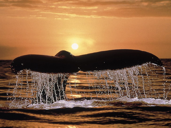 Coda nel tramonto, illustrazione della coda della balena nera, animali, pesce, nero, acqua, oceano, coda, tramonto, grande pesce, Sfondo HD