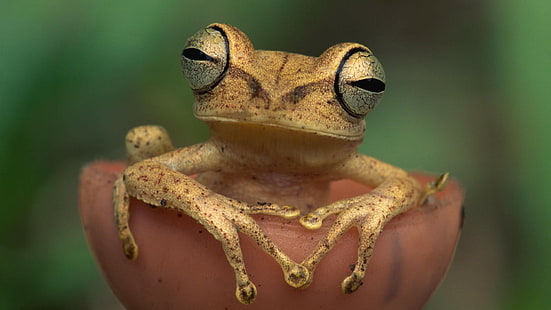 frog, animals, nature, amphibian, HD wallpaper HD wallpaper