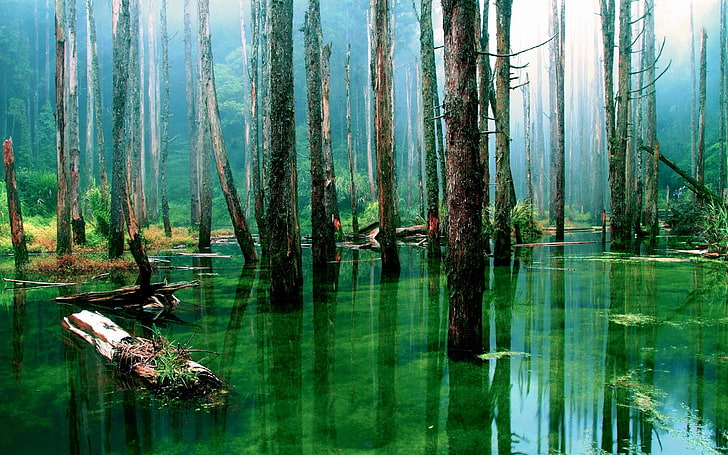 brown trees standing on green water rainforest photo, swamp, water, trees, nature, HD wallpaper